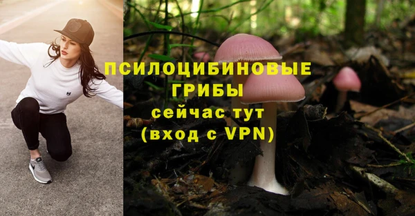 прущие грибы Михайловск